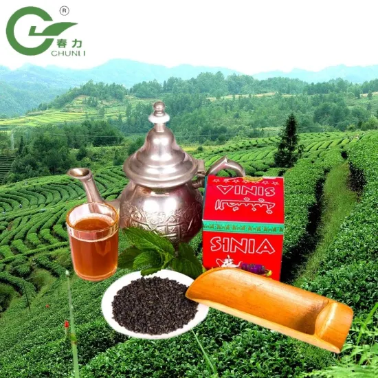 Thé vert chinois de qualité supérieure 3505, thé marocain en poudre, thé bon marché